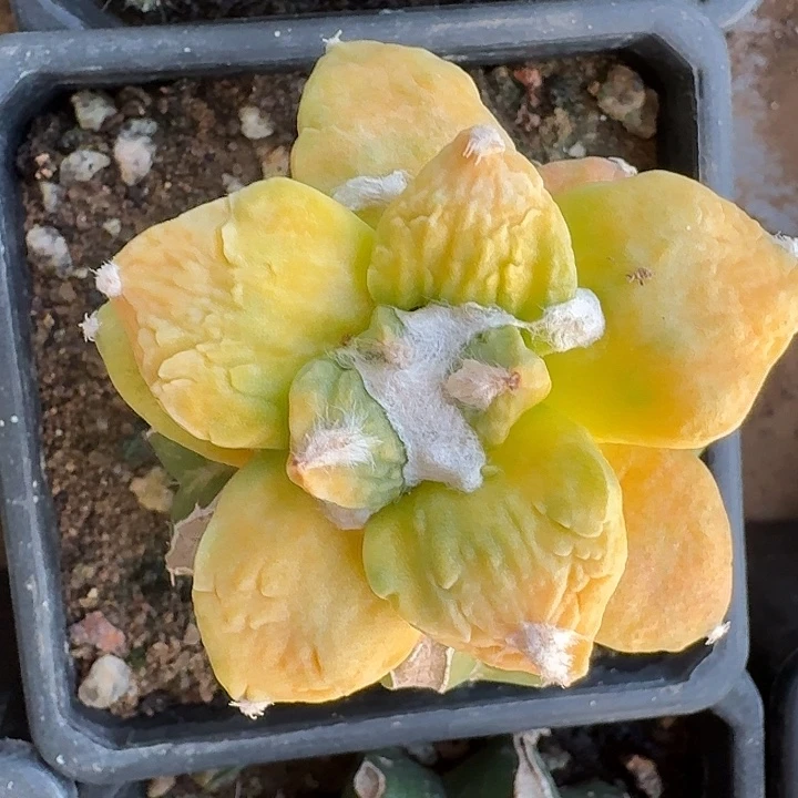 怒涛锦苗接11111111