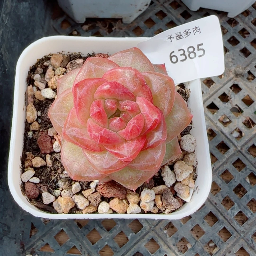 琥珀，6385多肉植物