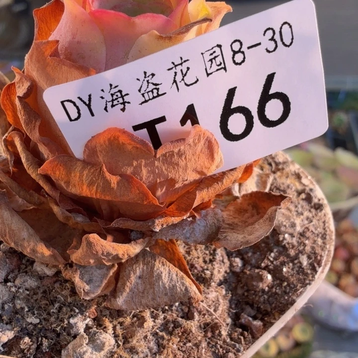师***树TT166 福袋链接福袋