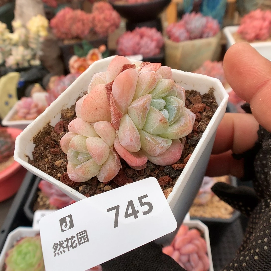 745冰玉多肉植物6333