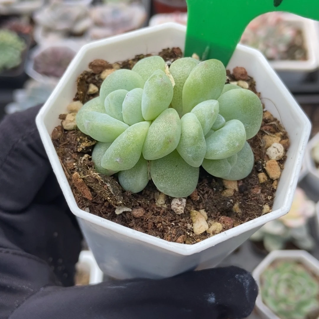 854冰玉石化多肉植物