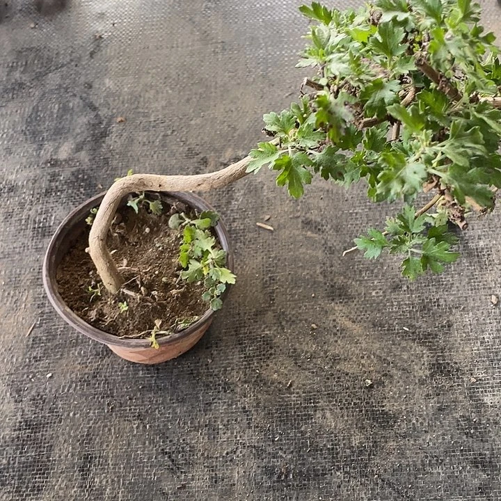 玉***，完全开放25菊花菊花菊花