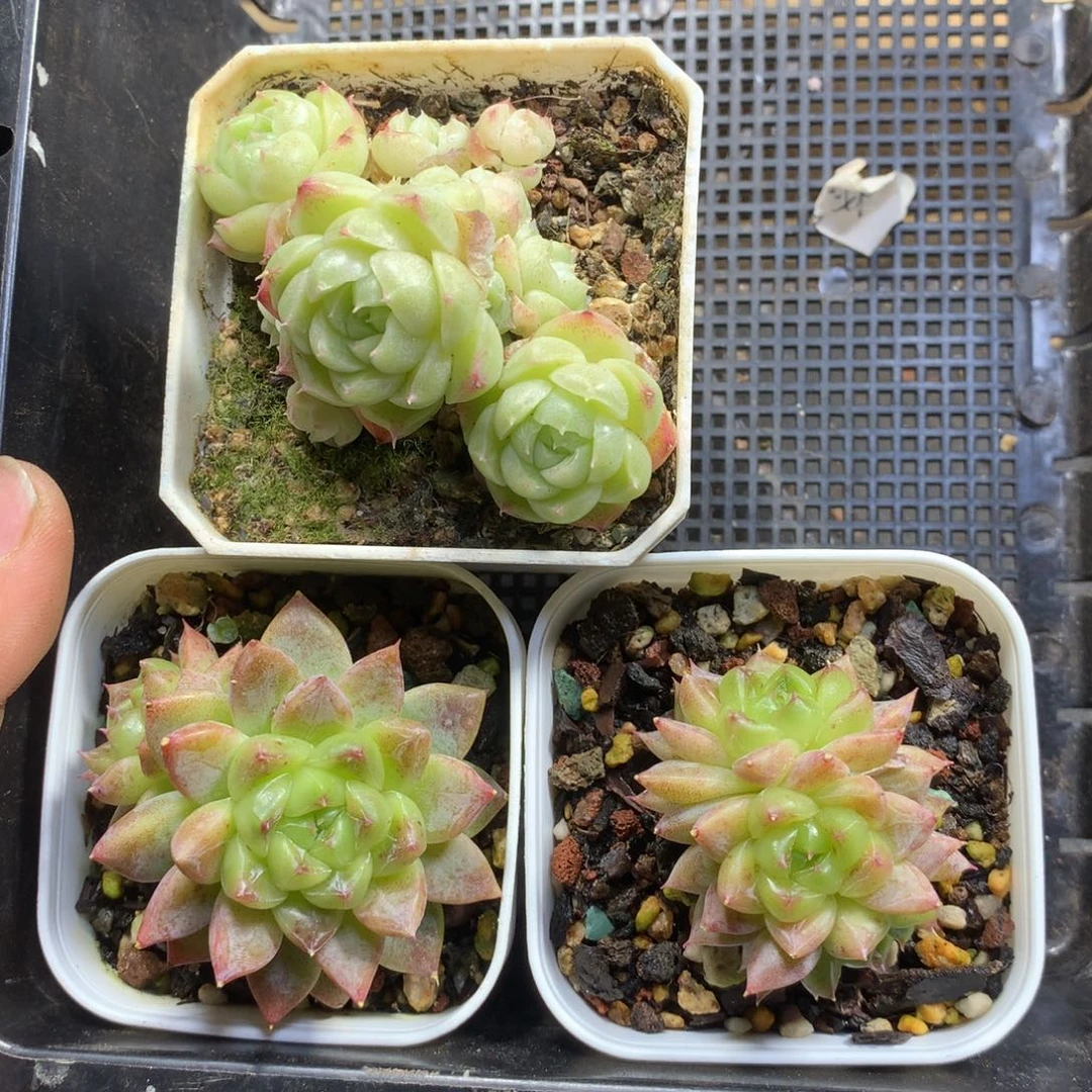 阿丹多肉一物一拍