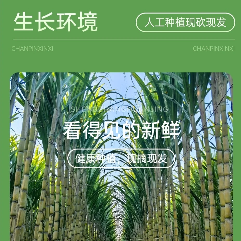 云南高山黄金水果甘蔗助农产品生态新鲜多汁脆爽清甜孕妇脆皮甘蔗