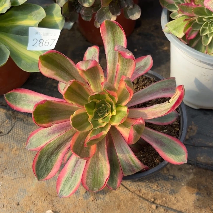 红魔女多肉法师量拍