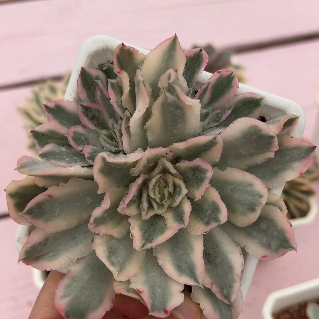 紫蝴蝶锦，三头覆轮锦