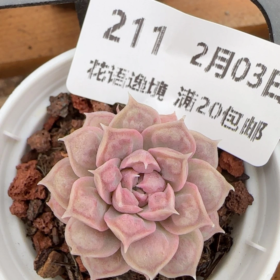 花语逸镜0203-211