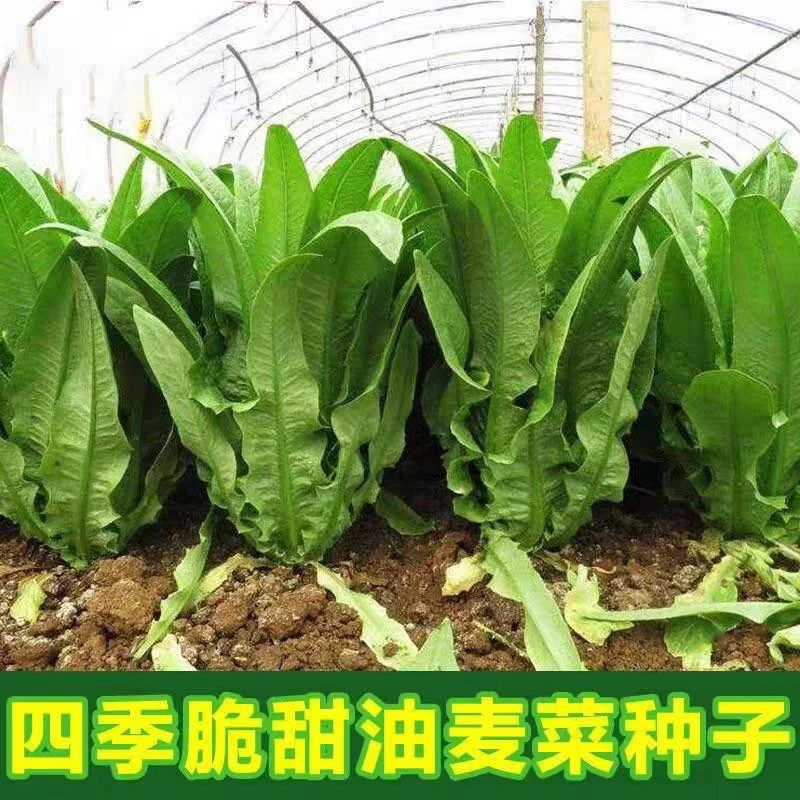 绿油麦菜种子四季脆甜油麦菜种子有米香味农家庭院阳台盆栽易种植
