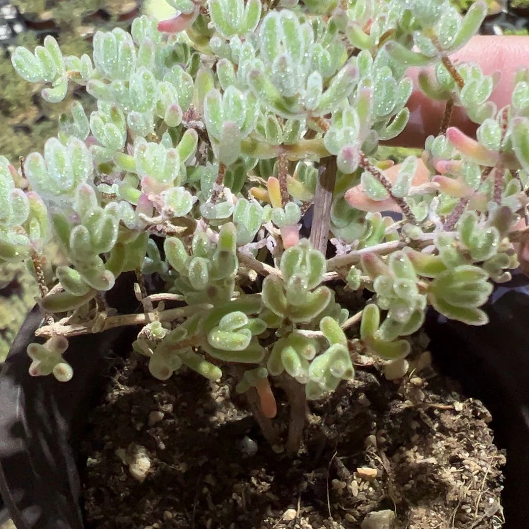 冰晶杂紫晶90杯老桩