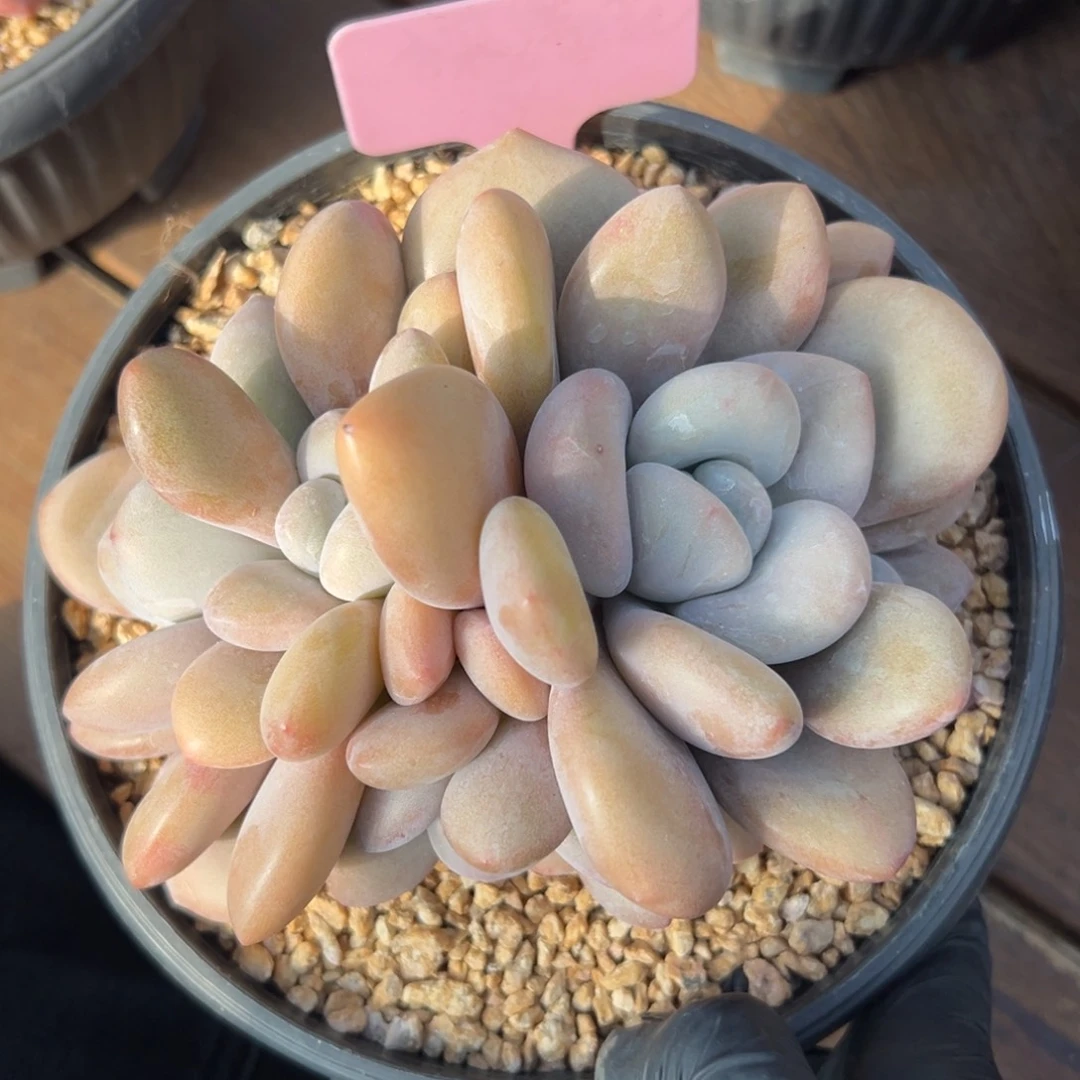 拉拉奶111111111111111