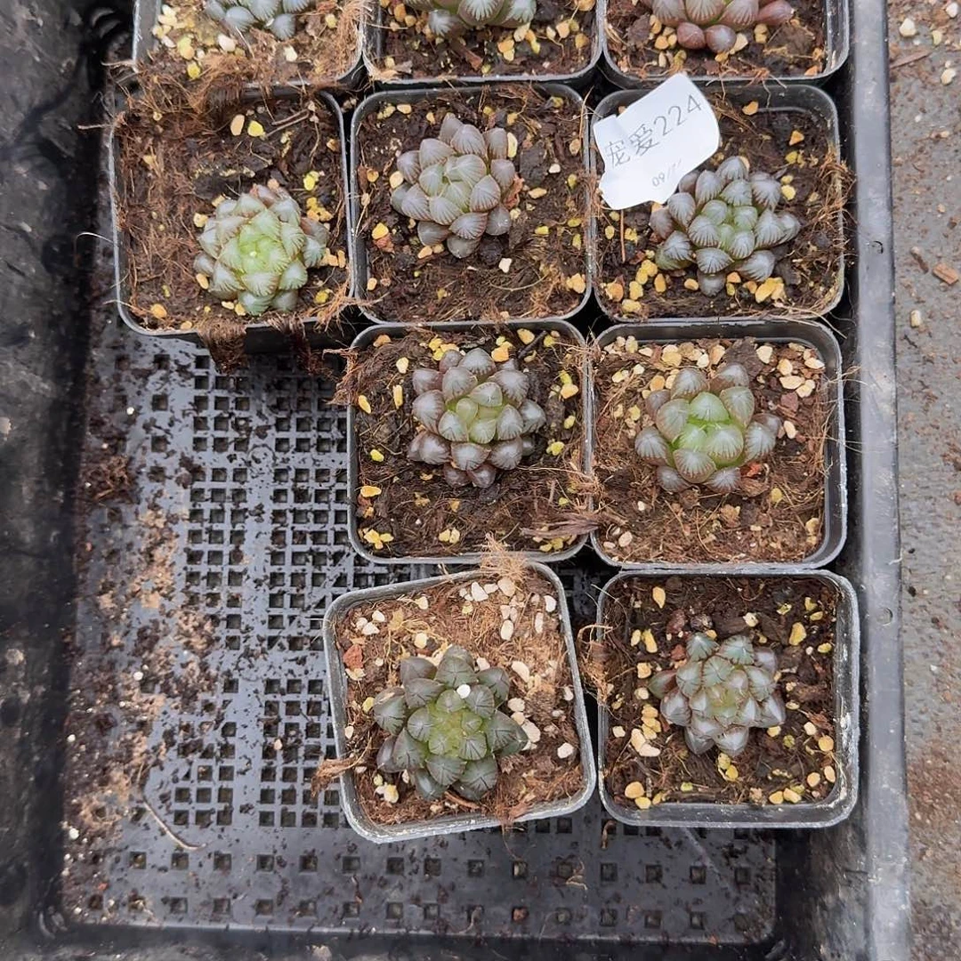 直播福利一物一拍224
