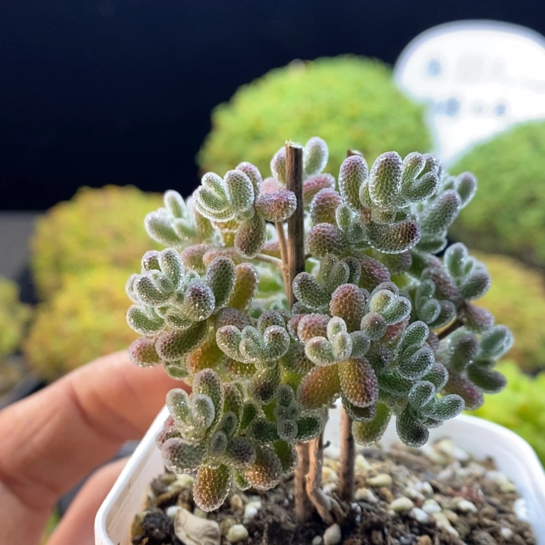 l***a720实生冰晶。