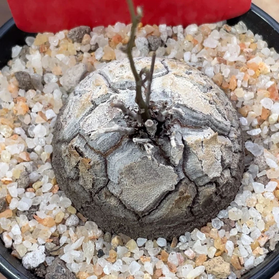 优选龟甲龙4.5公分,一物一拍