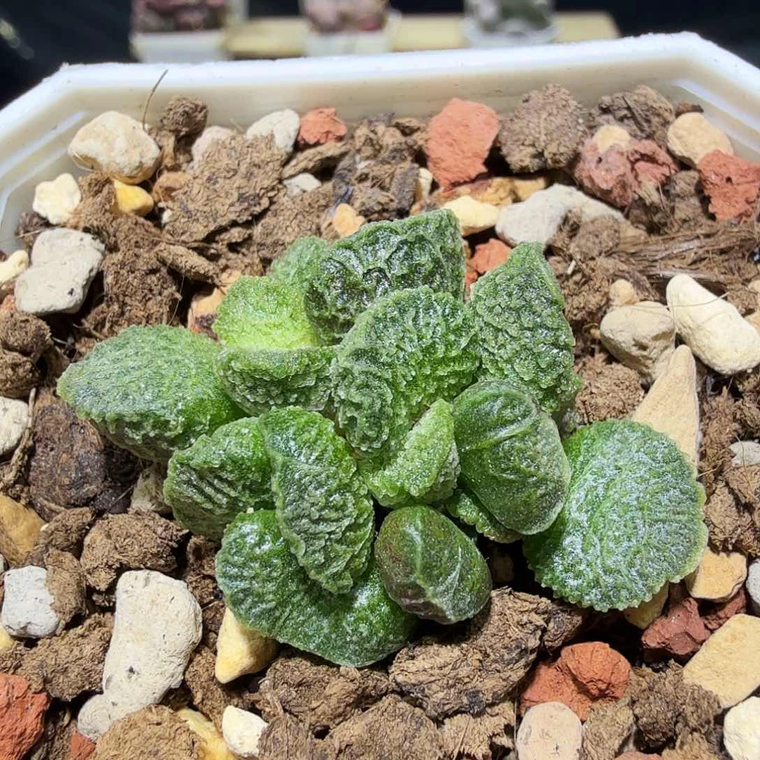 大鱼海棠水泡多肉植物
