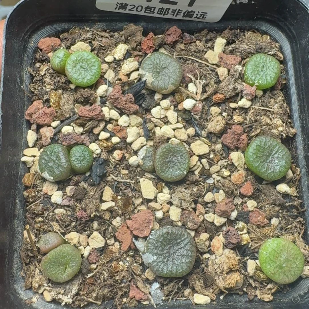 蜜枣铜壶带盆土。