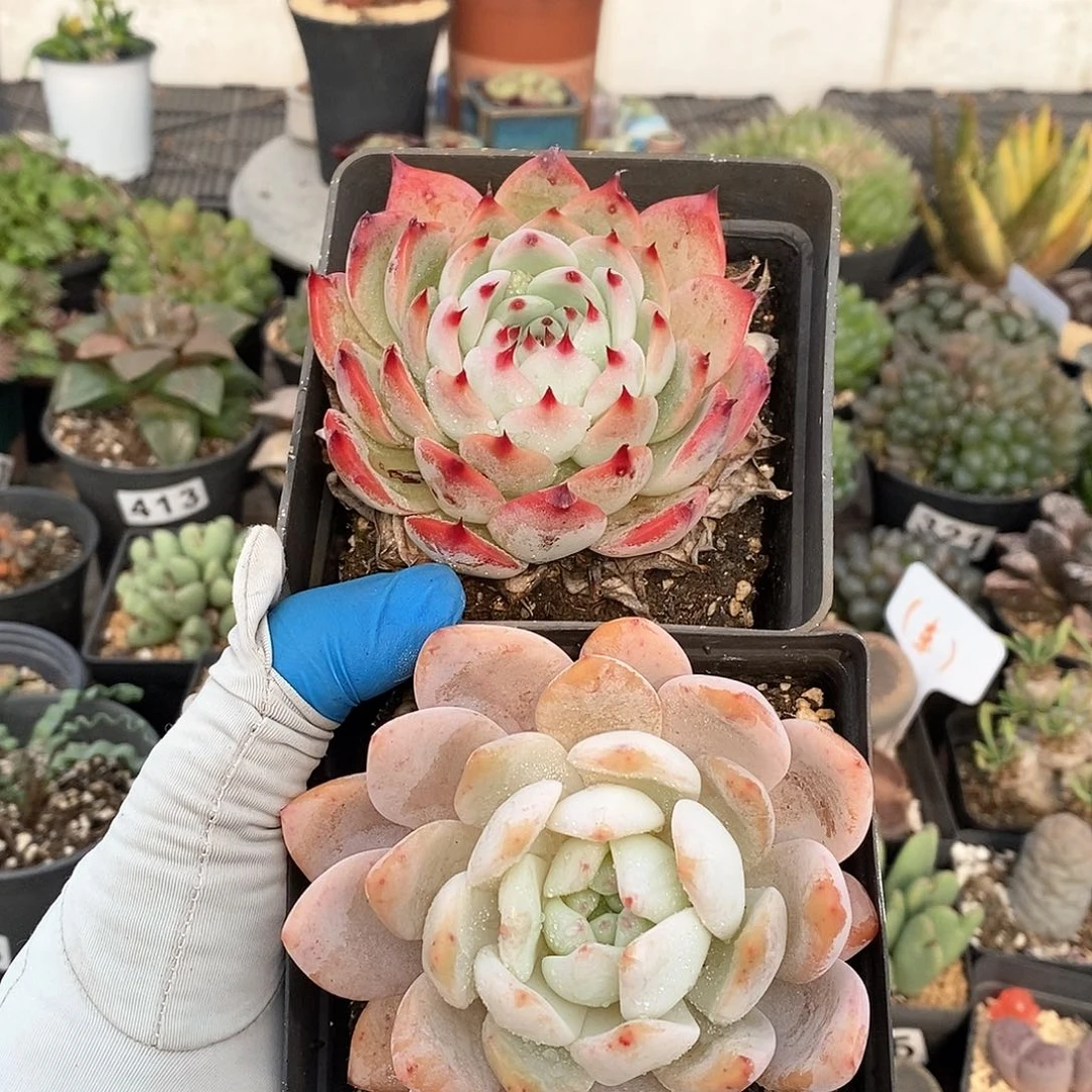 452 橙子 水蜜桃 脱土