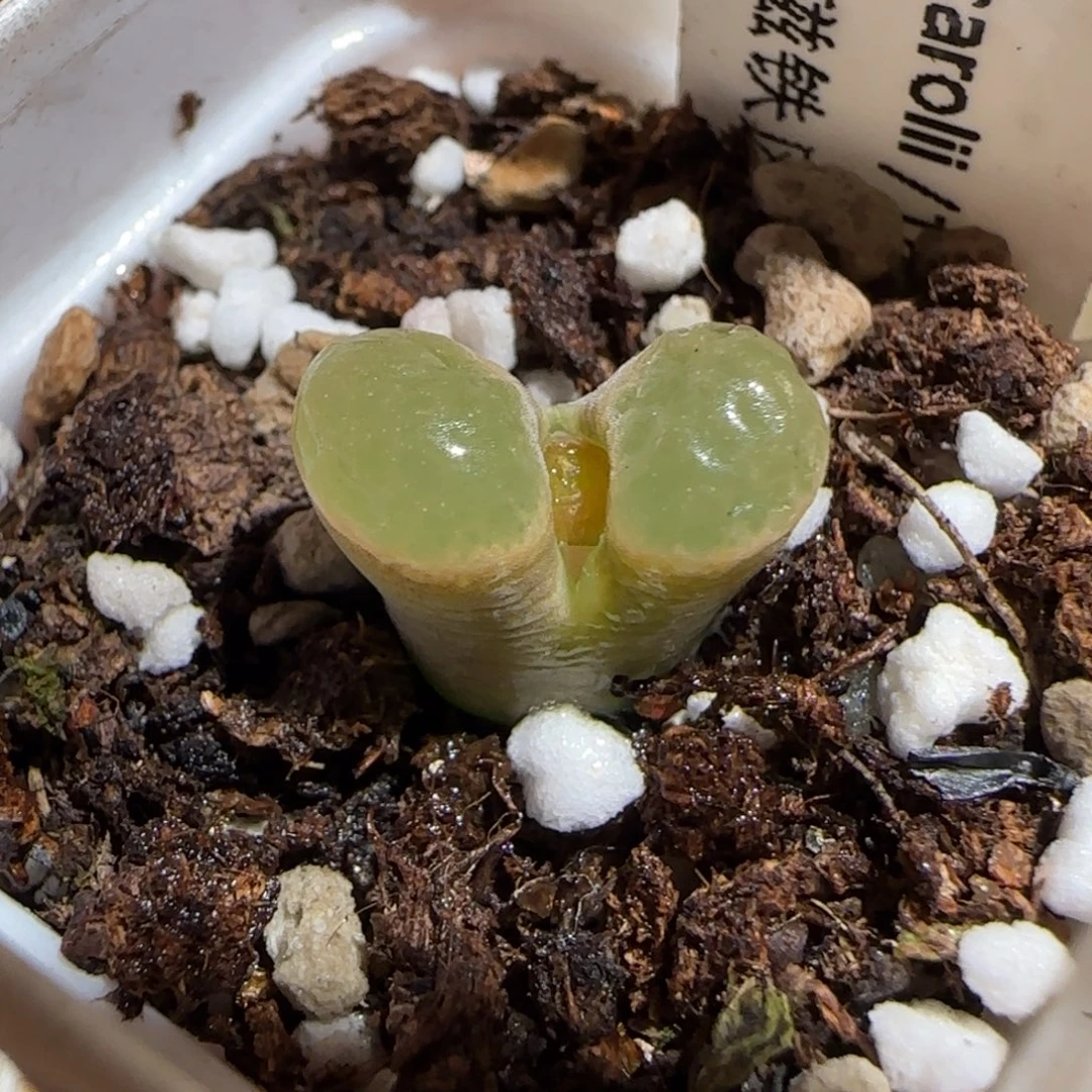 肉锥多肉植物组合-磁铁98