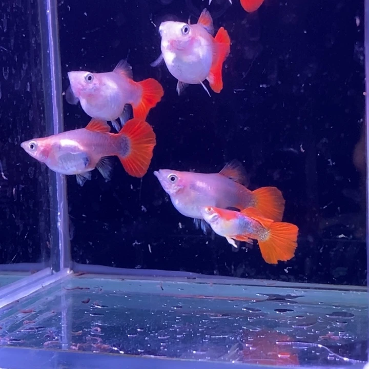 孔雀鱼黄爆球5对包邮