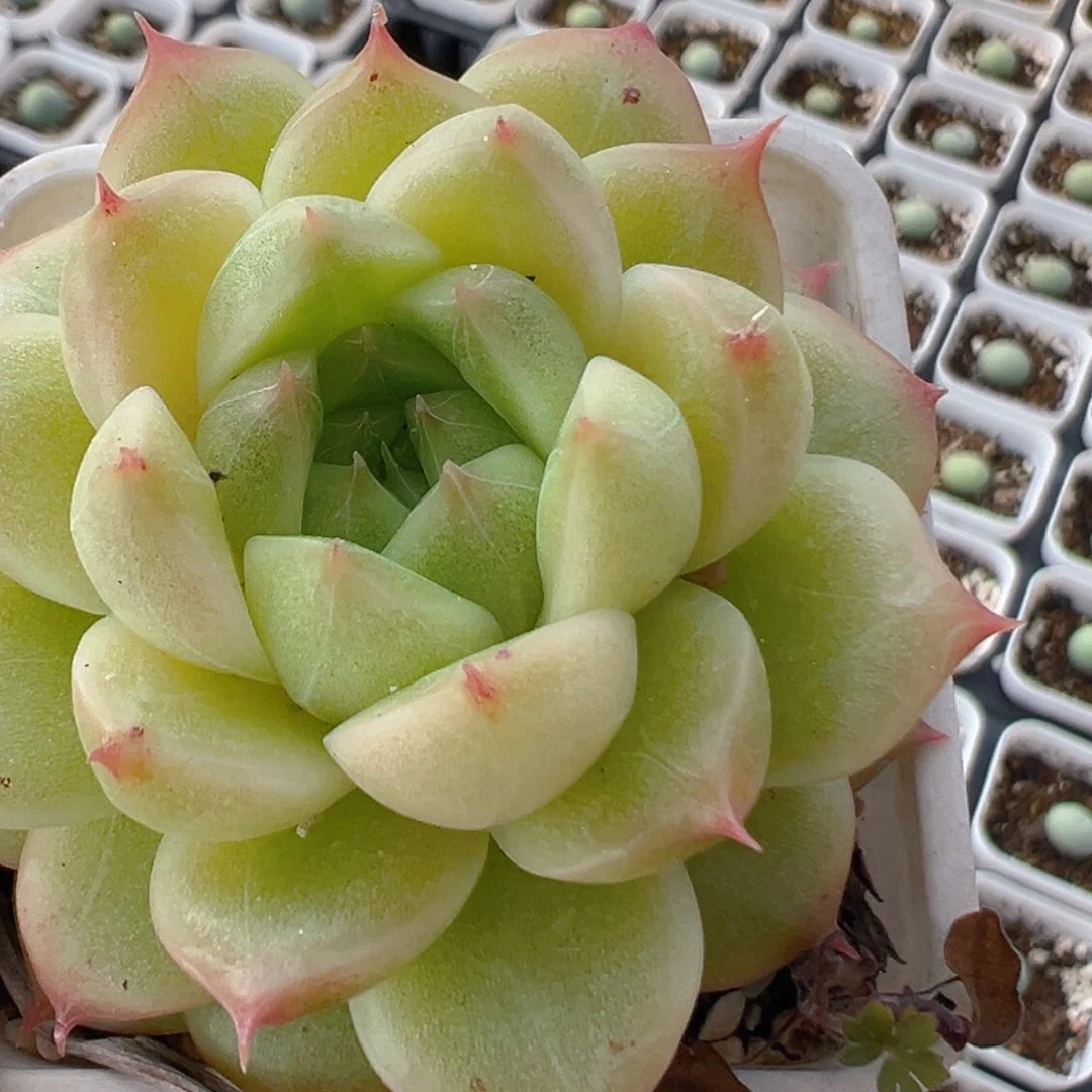 ?****?52多肉植物百科知识