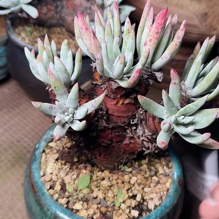 6761雪花仙女杯多肉