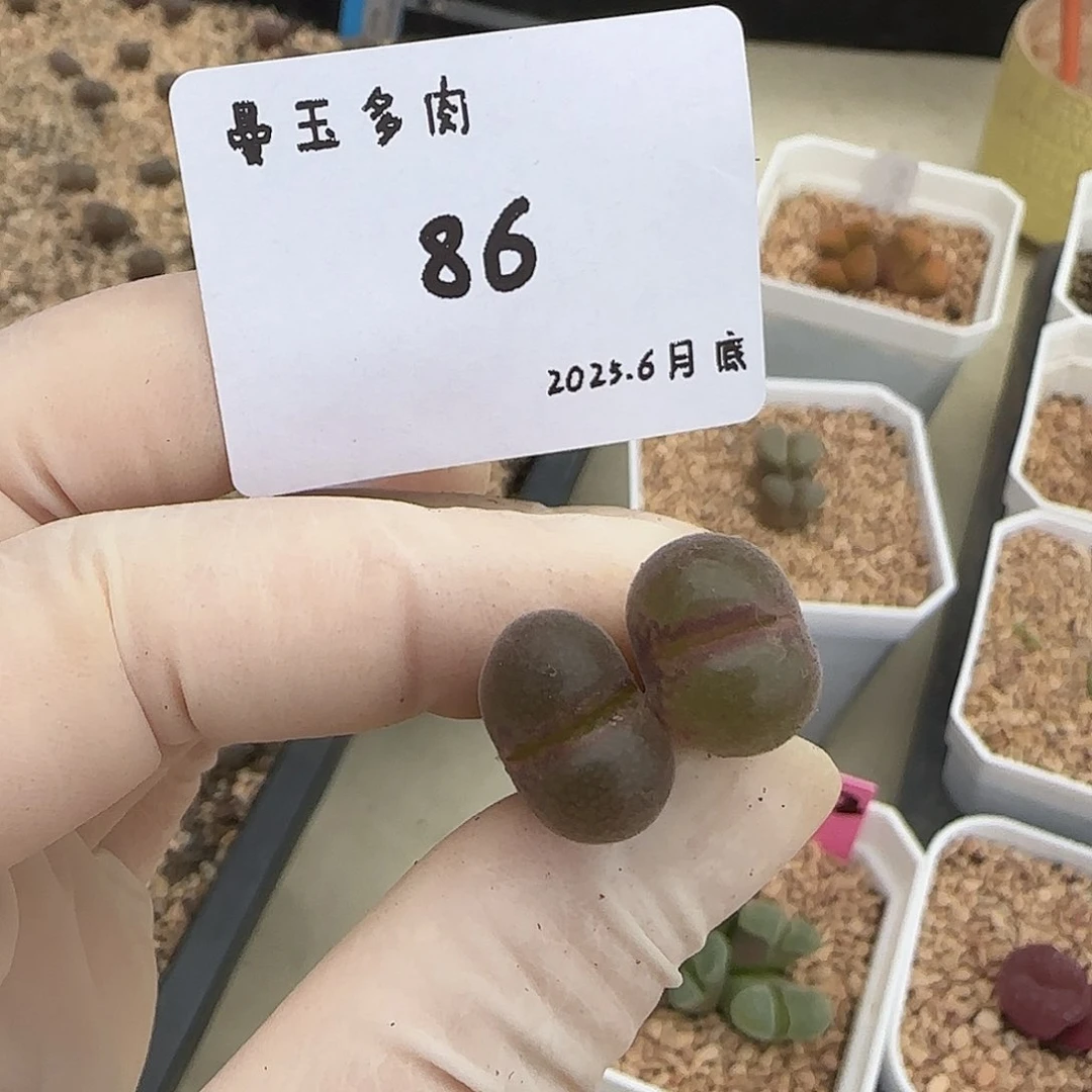 V***s多肉多肉多肉6.27-086