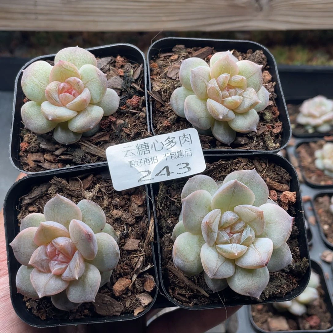 云糖心多肉植物243