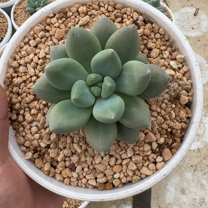 黄胖体 哥特 单头  一物一拍