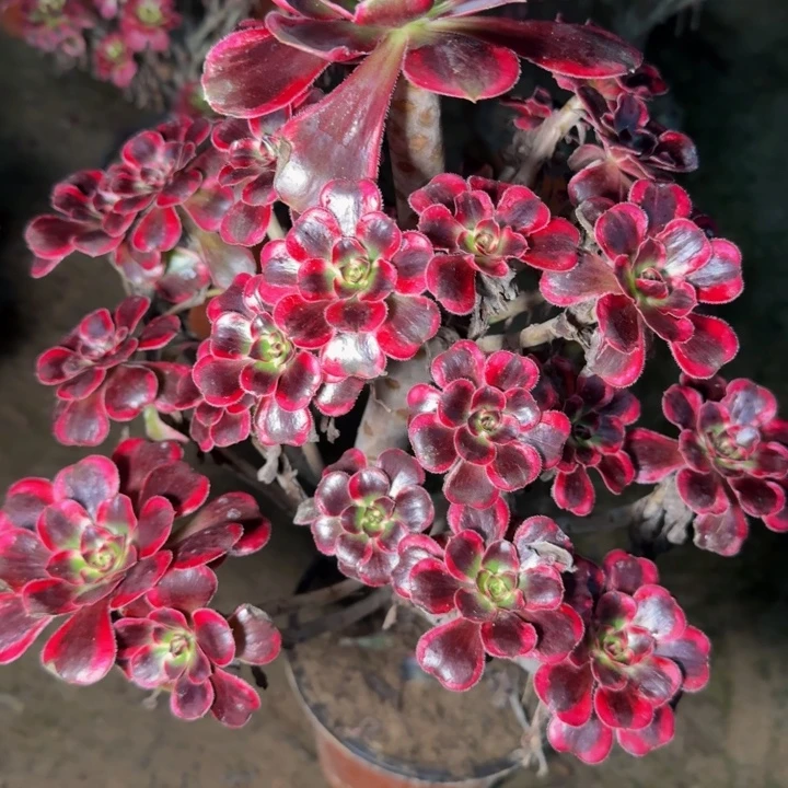 26351南丽娜杆歪多肉植物