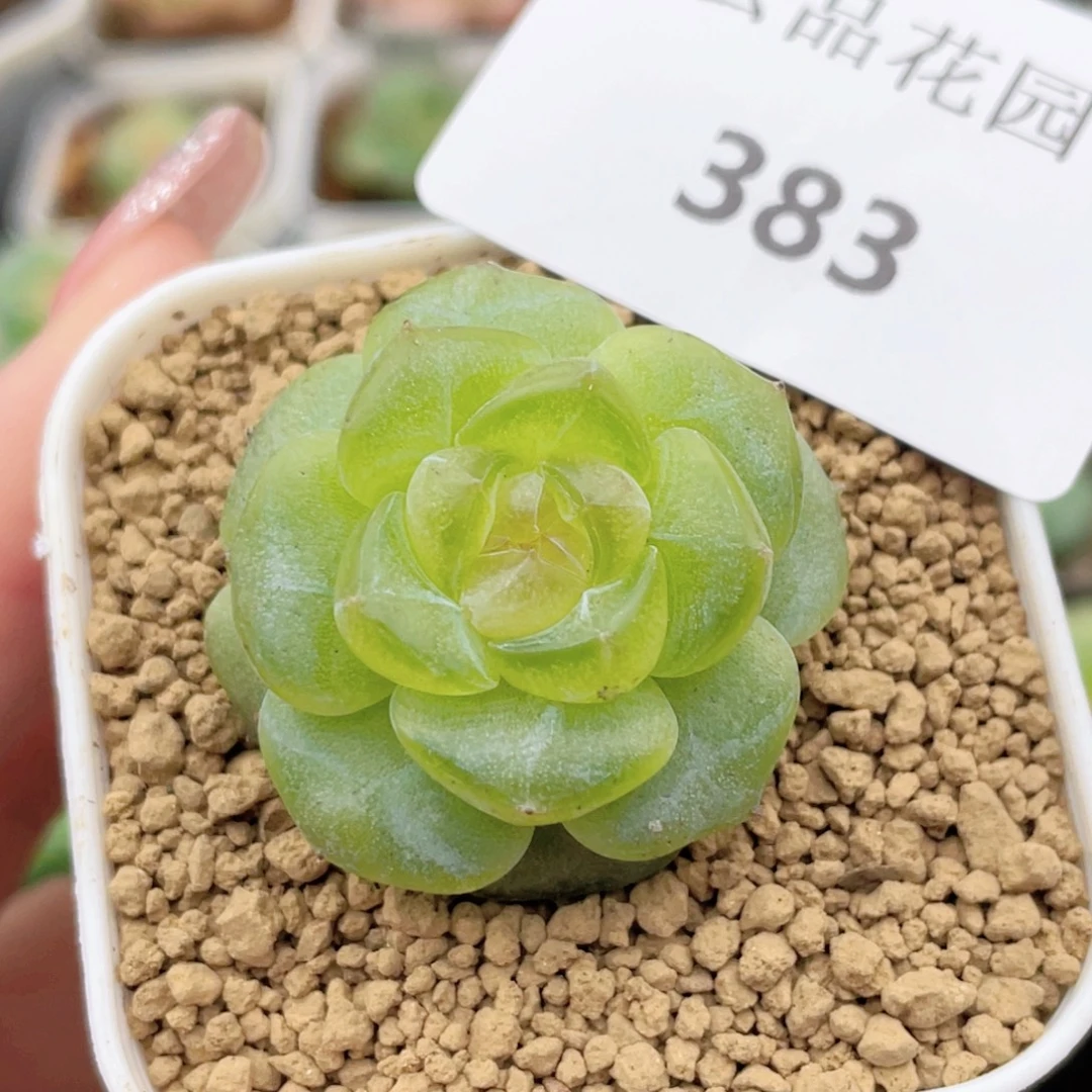 383号糖心冰心珍妮 朗月