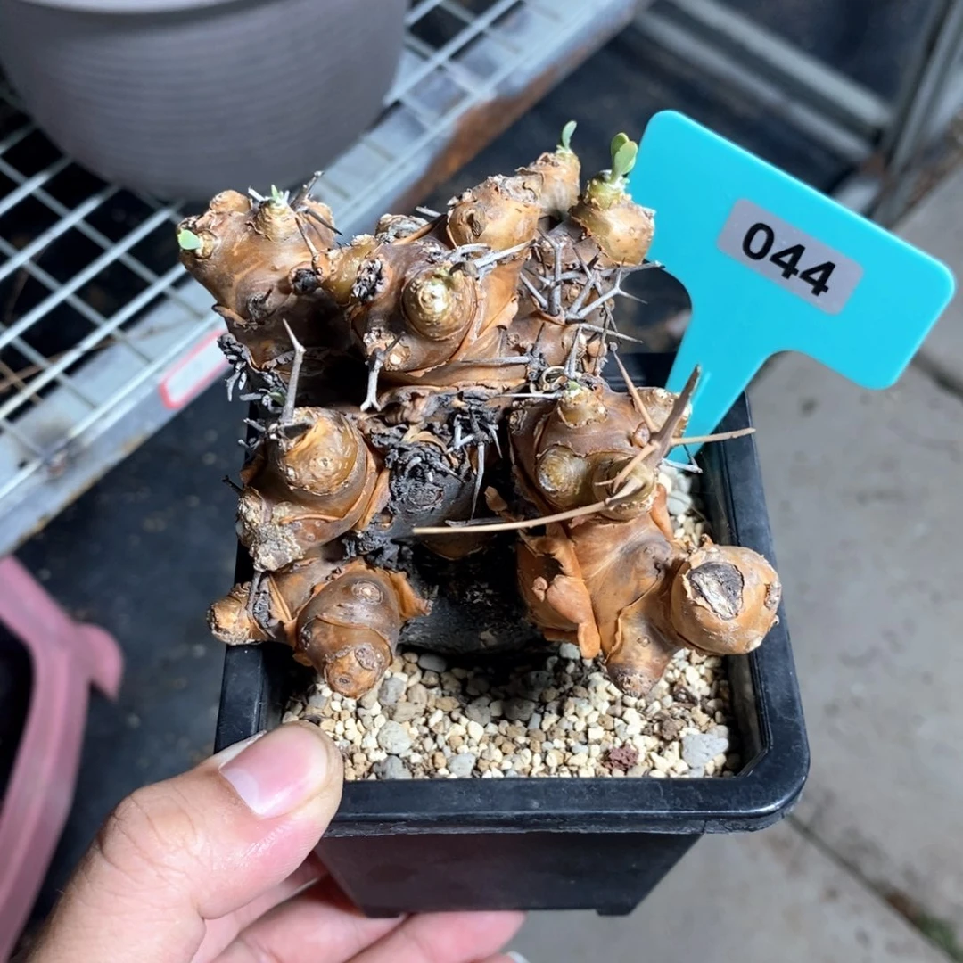 刺烛厚炖菊一个多肉