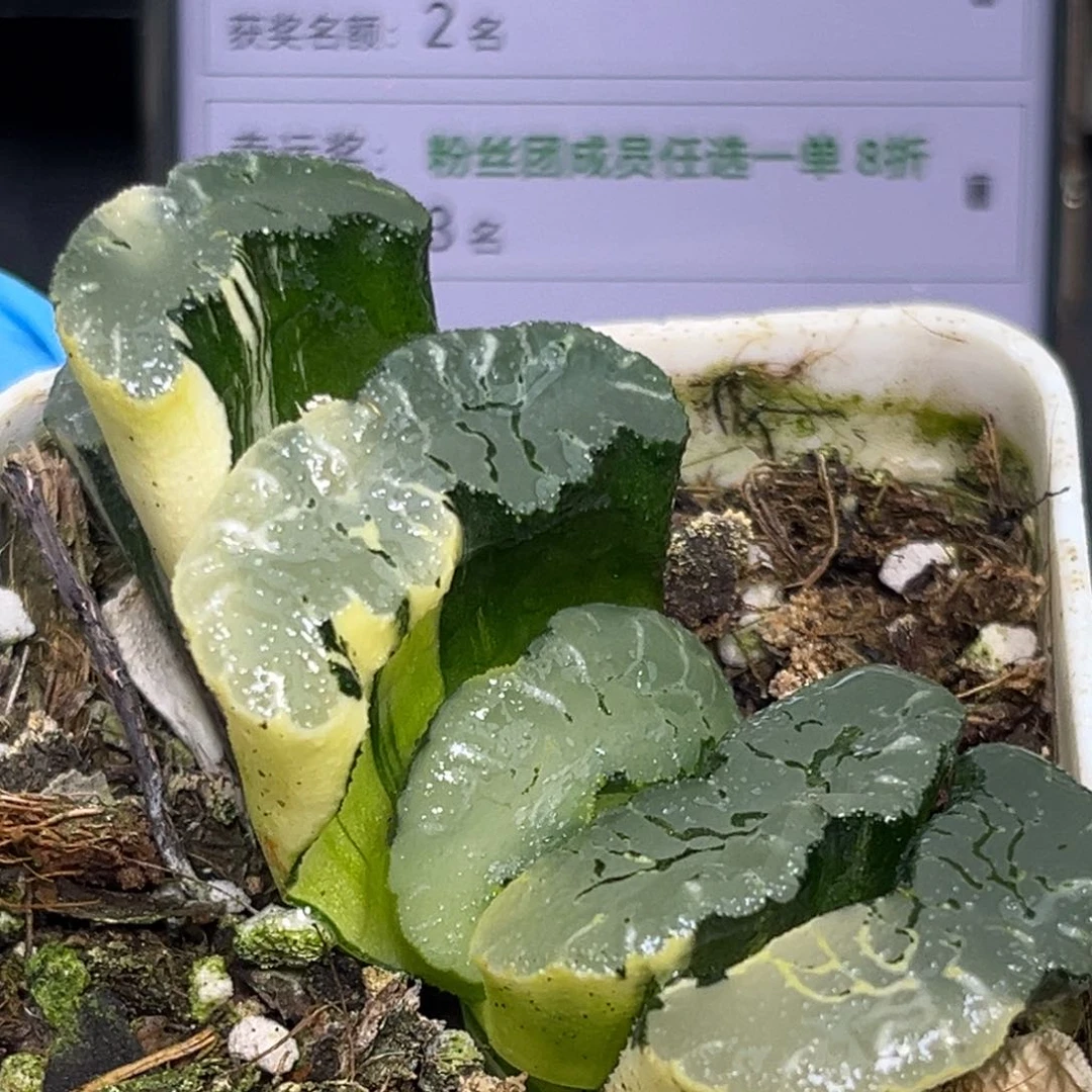 恭喜发财大吉大利943