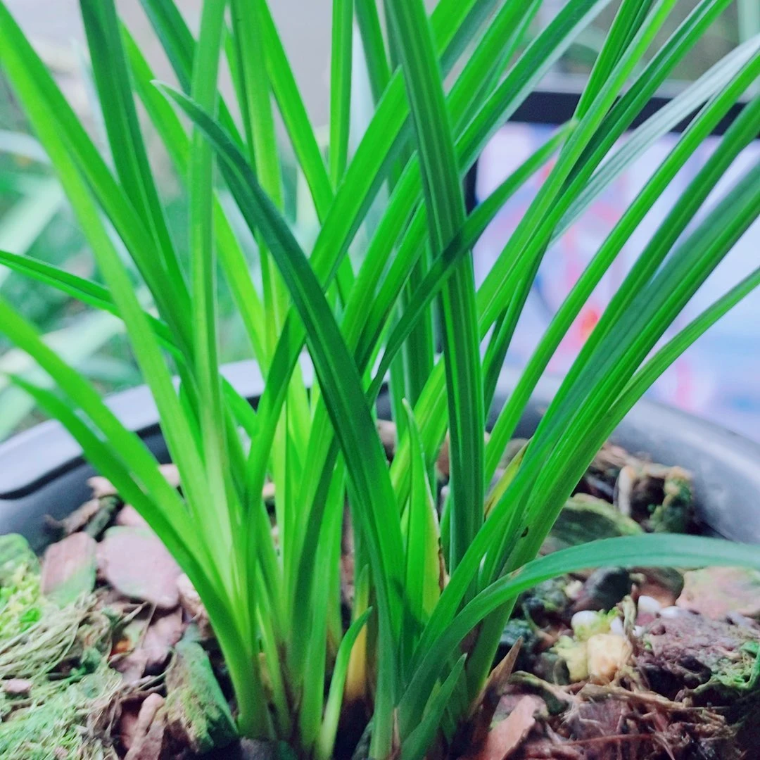 当前无花栽培后可以开花