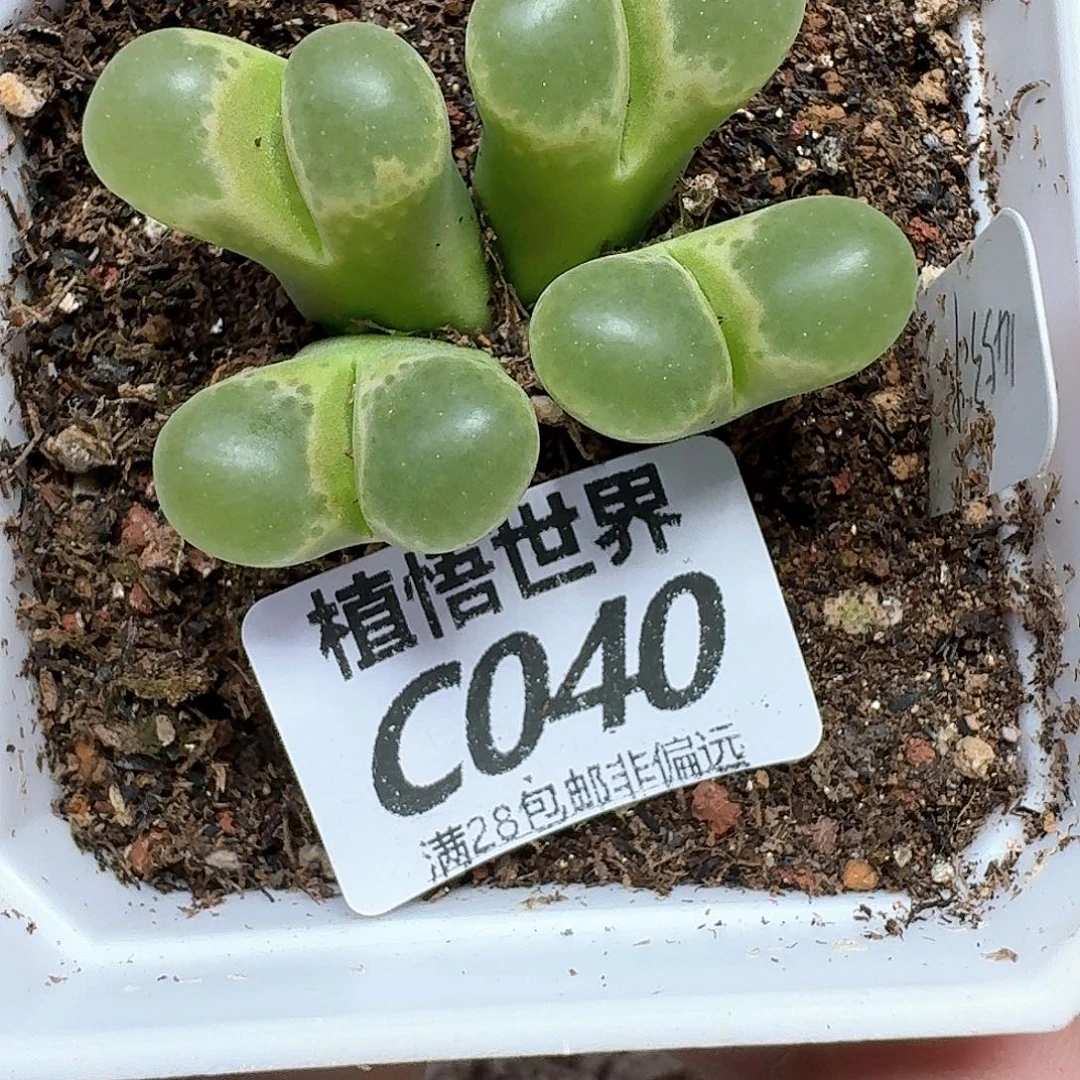 多肉植物的润泽发发