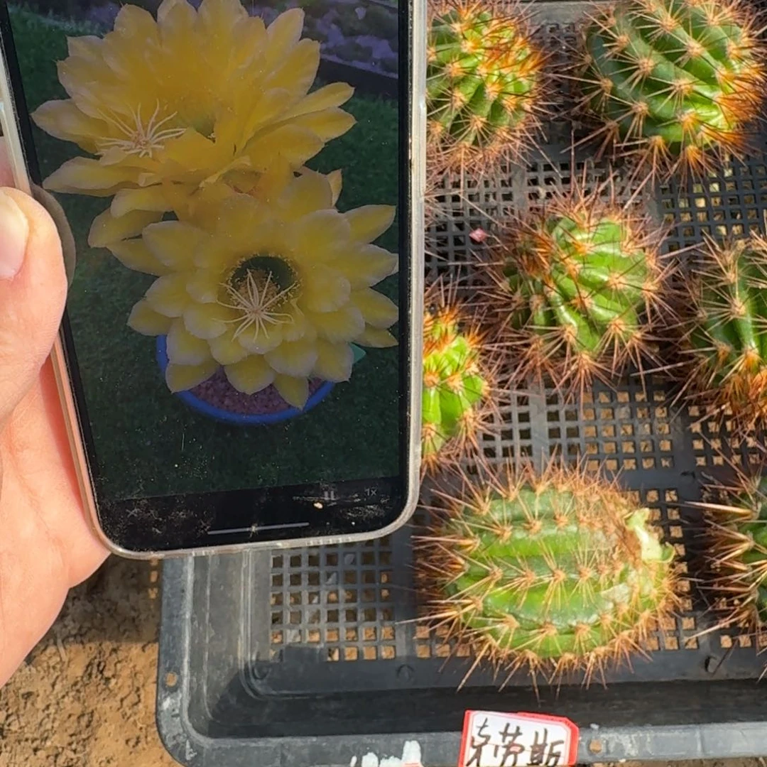 226毛花柱克劳斯歪无根侧牙6公分左右，20包邮