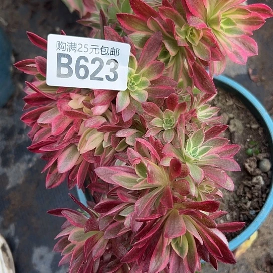 开****人多肉植物一个有砍