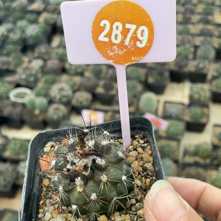 哈****实生公子丸28790000000