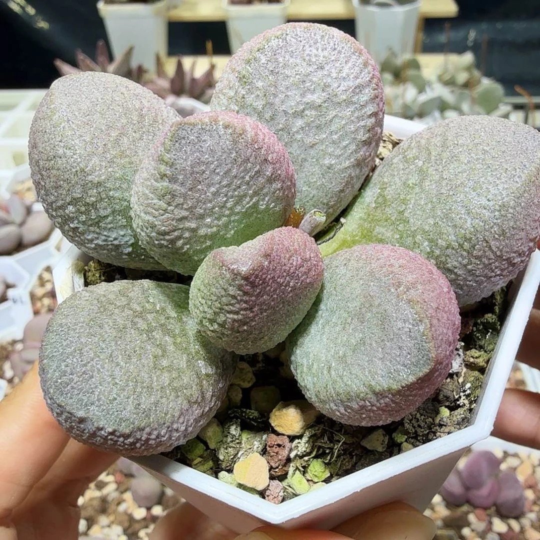月熙水泡多肉植物