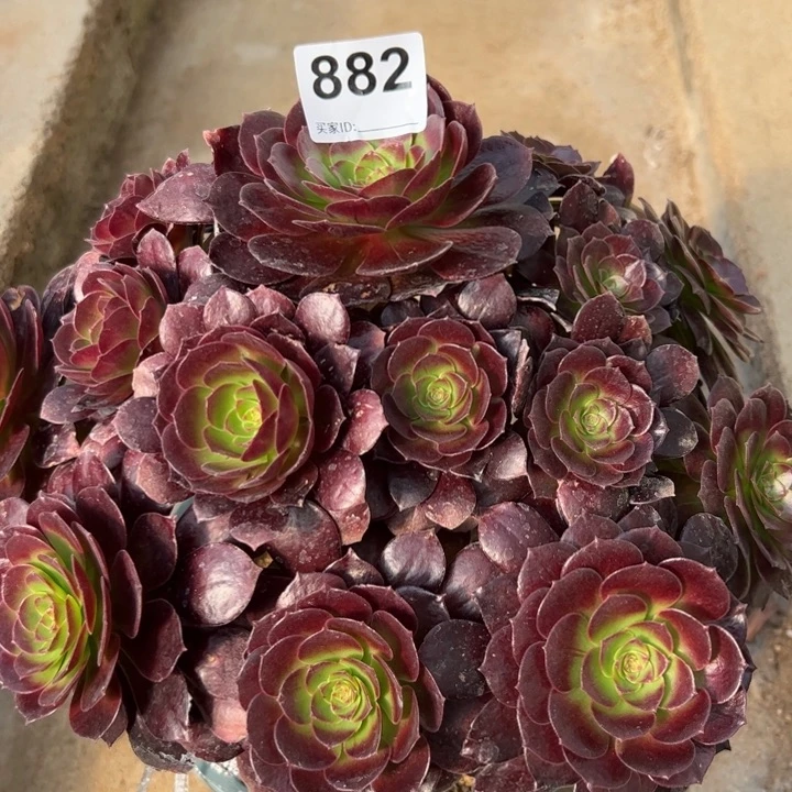 882赤焰莲朵朵25厘米左右有断枝