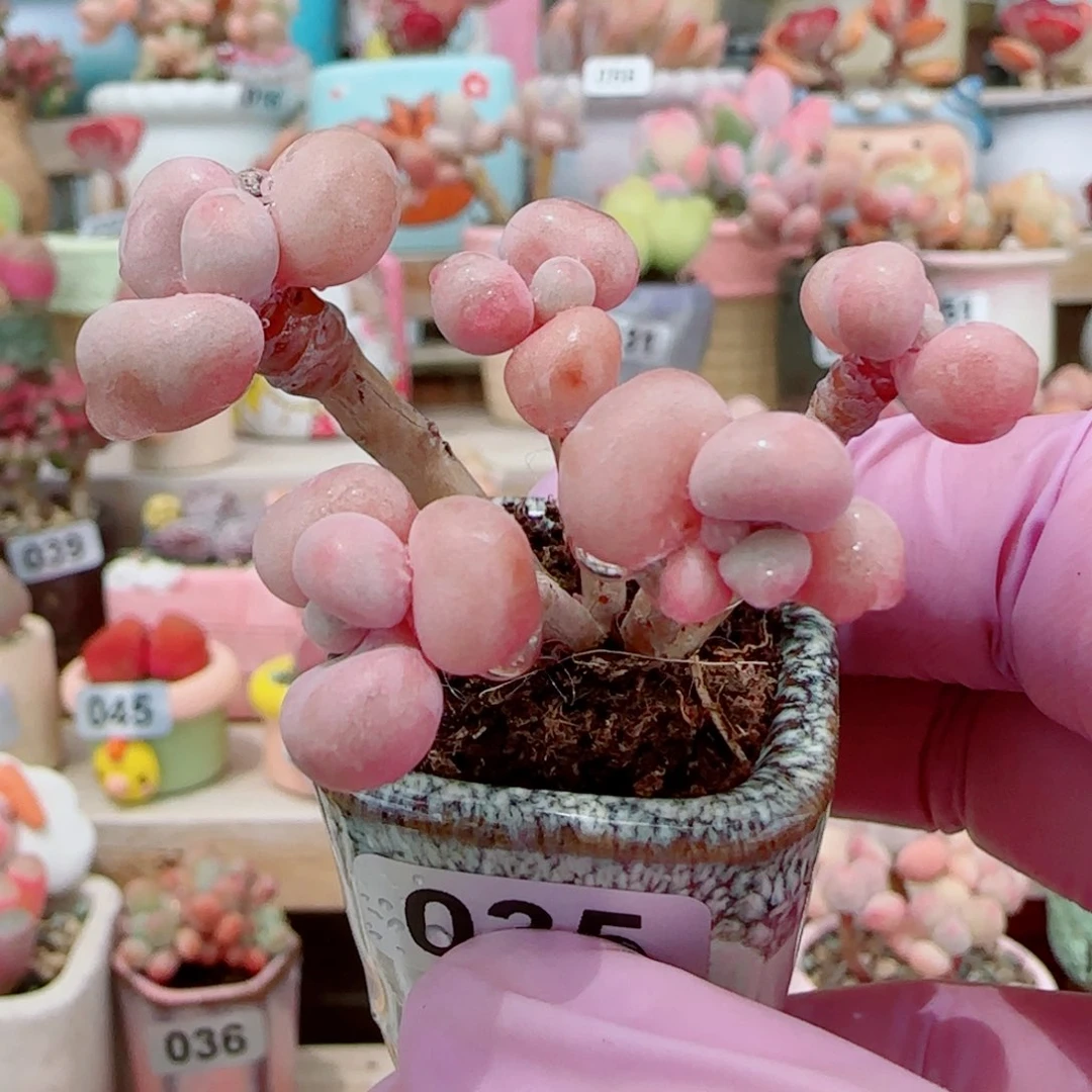 造型桃蛋 盆口2.5cm