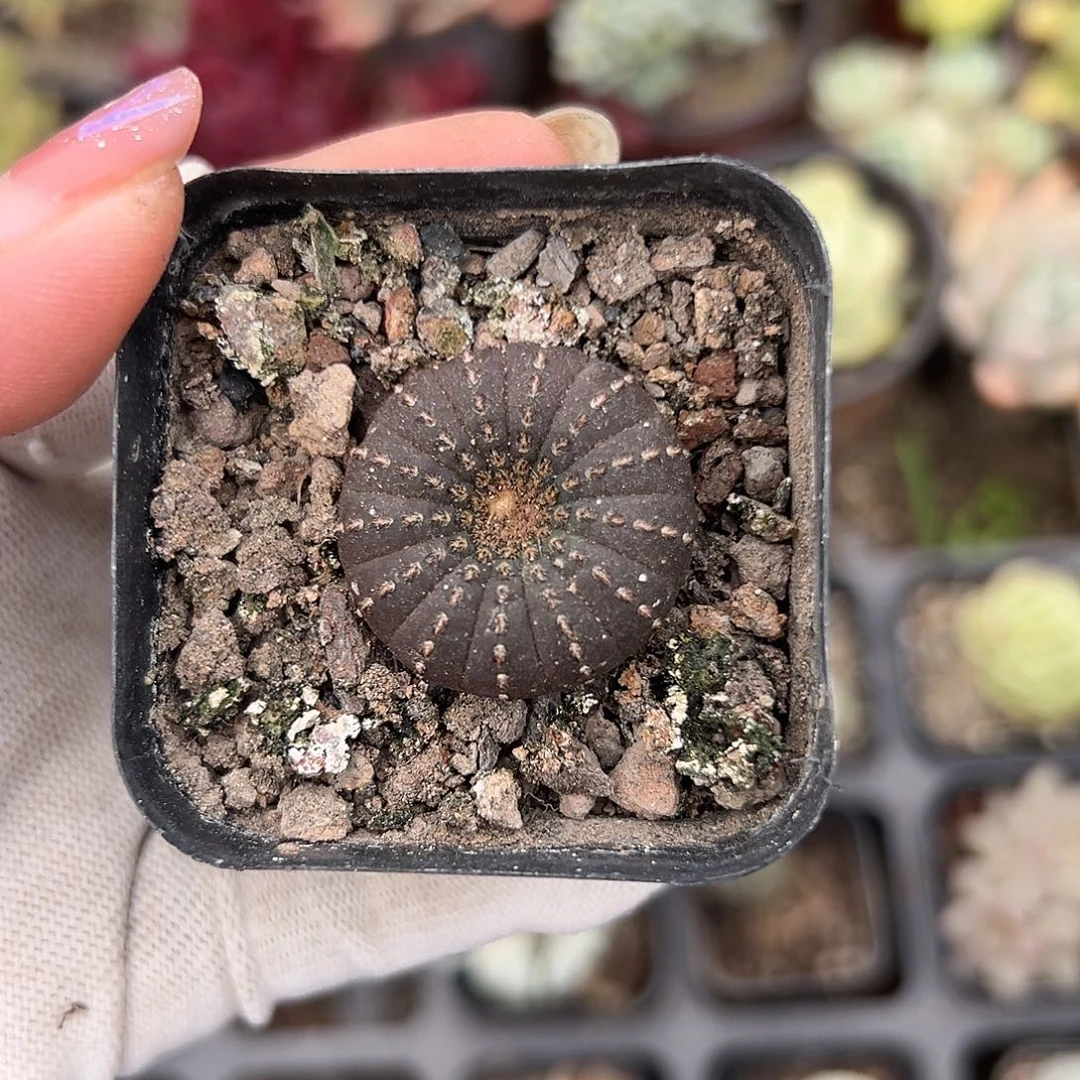 多肉植物多肉植物