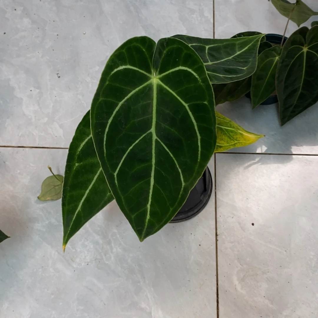 不开花植物水晶杂帝王（2颗包邮无售后）