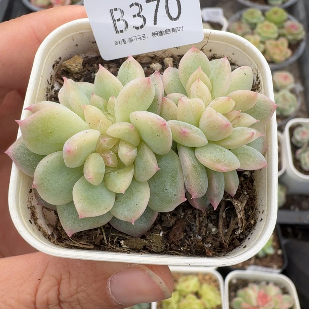 一物一拍一物一拍1101-370