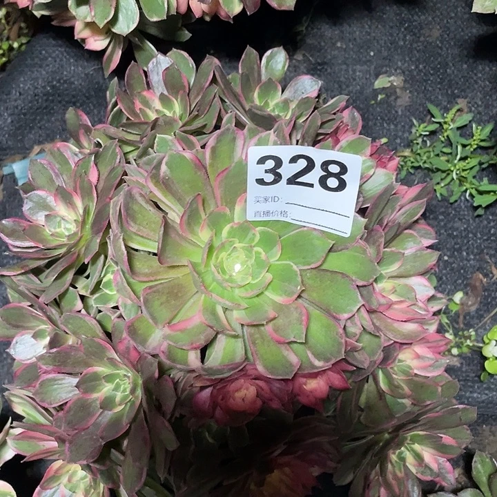 328黑膜锦法师3-4花