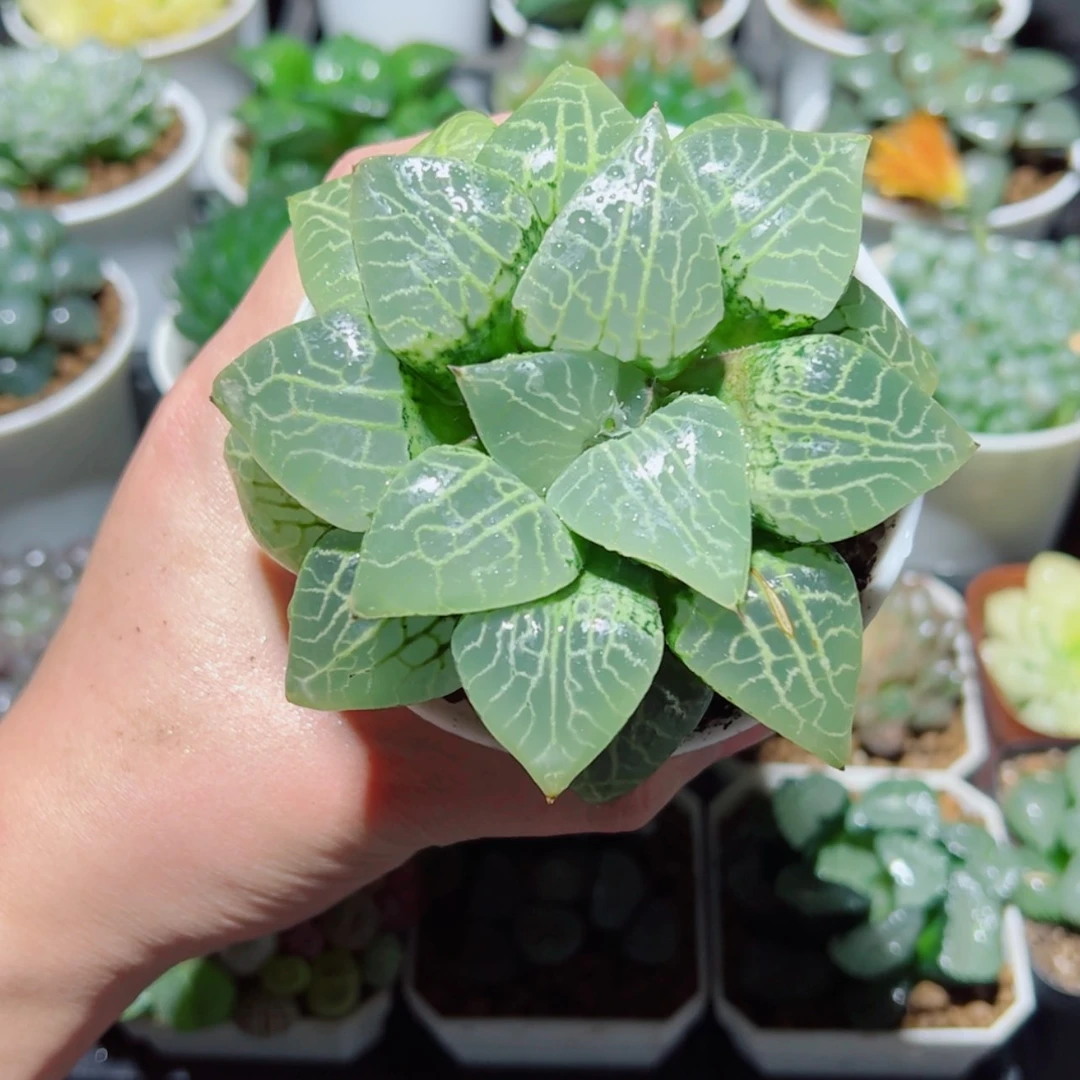 【闪购商品】大号101