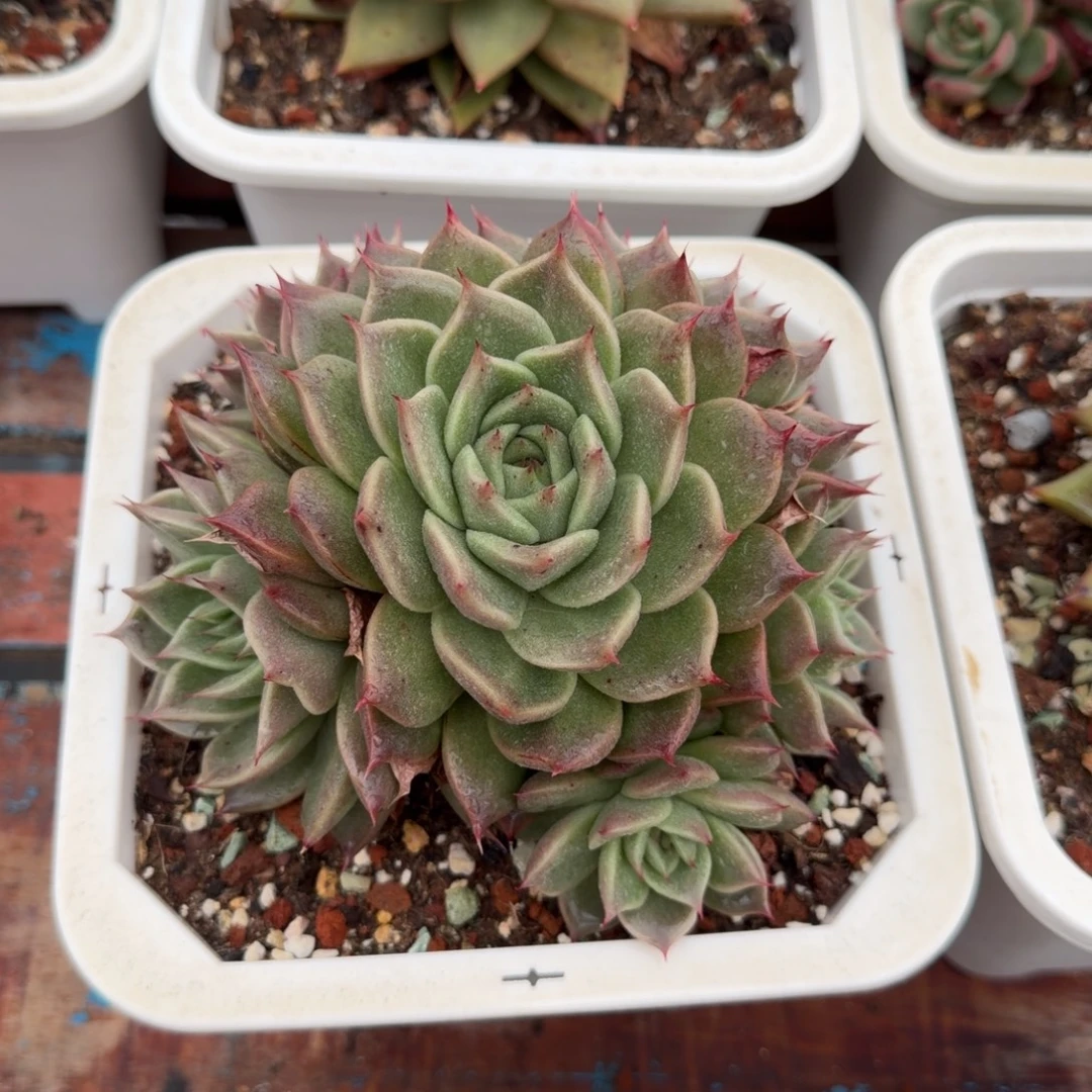 多肉植物一物一拍（19号）