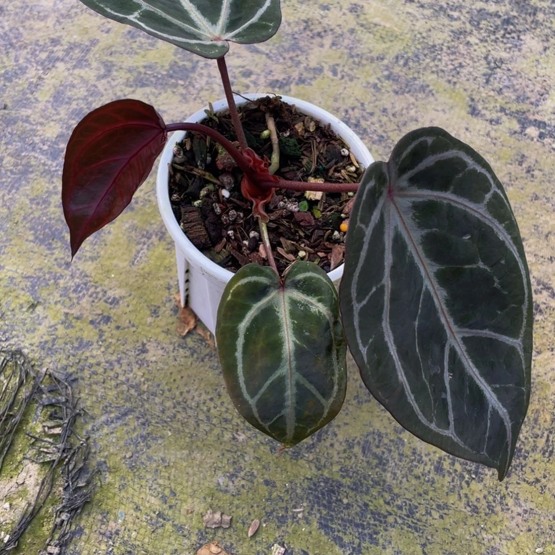 完全开放绝绝紫花烛