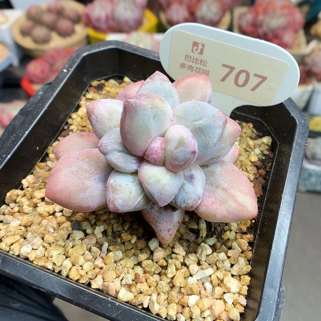 707 香水石化多肉