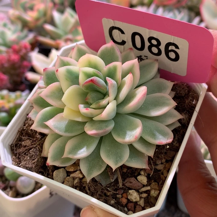 麦秆覆轮锦有根有