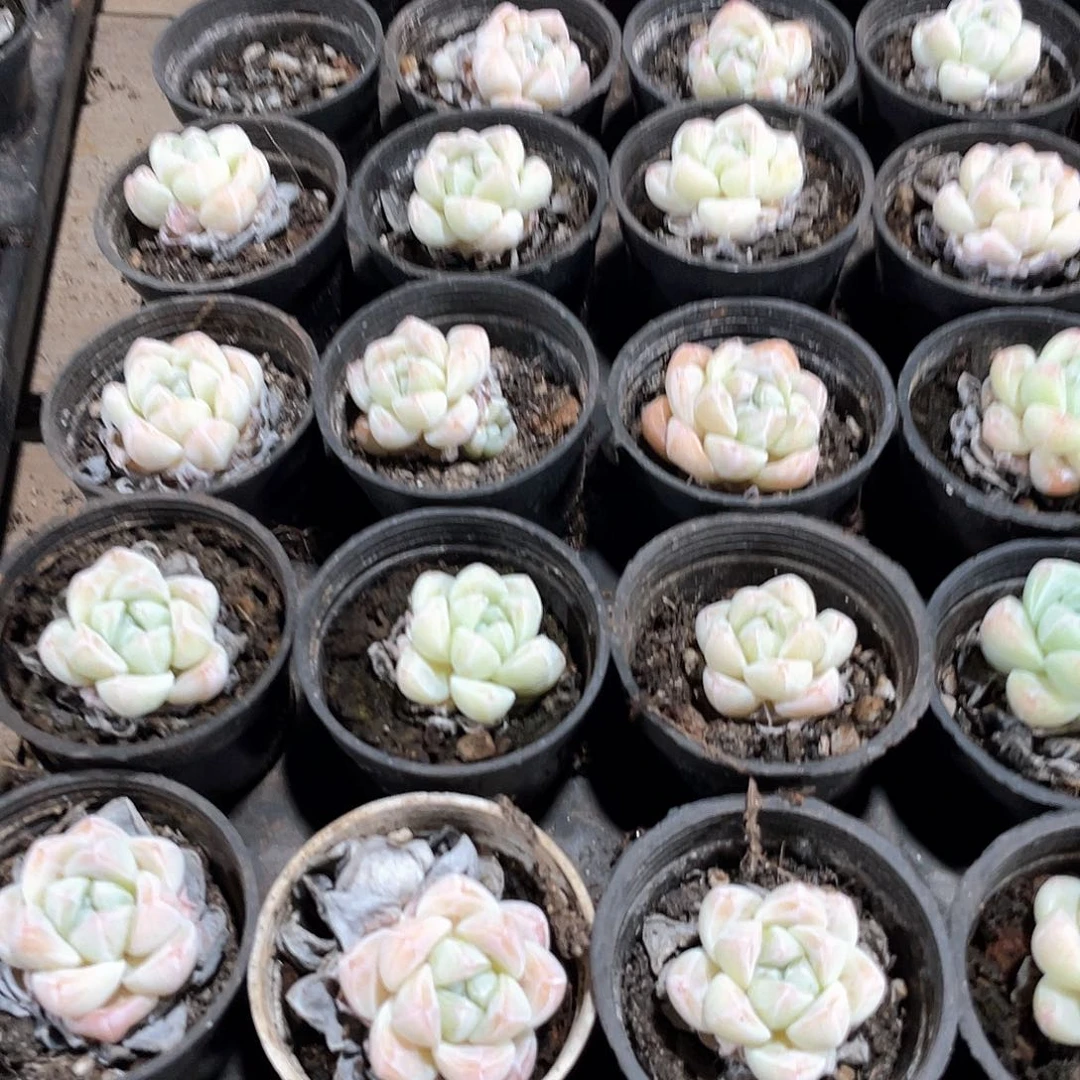 冰玉精控3盆带盆土