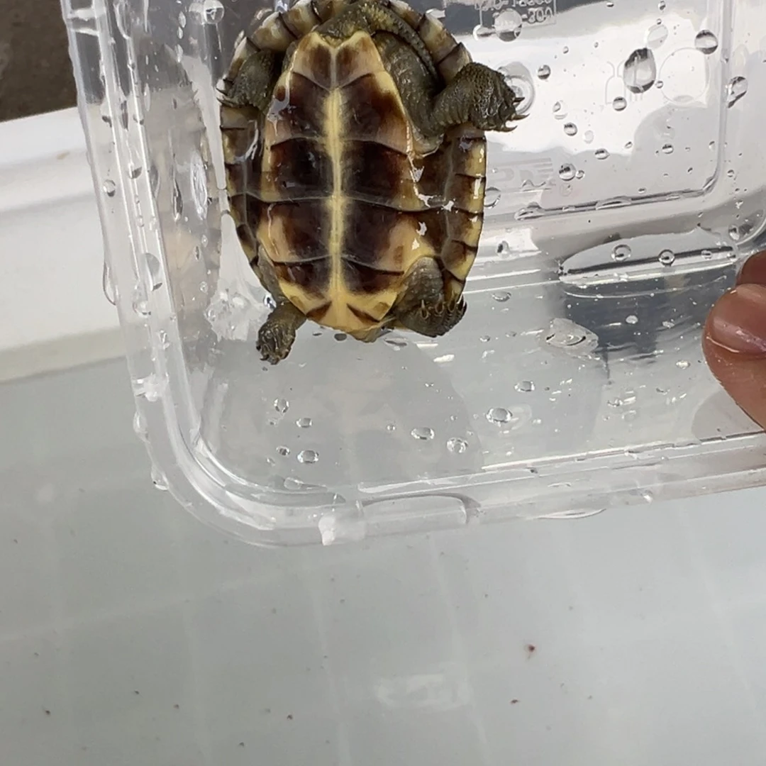 母绿毛龟小*小青3号